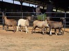 5 X MEATMASTER EWE C. LEGEMAAT (Per animal to take the lot)