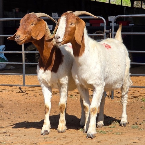 2 X BOERBOK DOE D. RUSSELL (Per animal to take the lot)