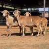 3 X MEATMASTER EWE W. NEL (Per animal to take the lot)