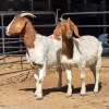 2 X BOERBOK DOE D. RUSSELL (Per animal to take the lot)
