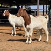 2 X BOERBOK DOE D. RUSSELL (Per animal to take the lot)