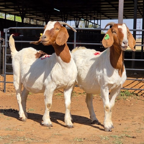 2 X BOERBOK DOE D. RUSSELL (Per animal to take the lot)