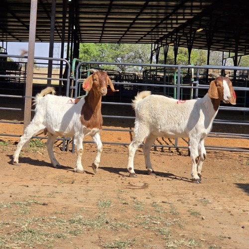 2 X BOERBOK DOE D. RUSSELL (Per animal to take the lot)