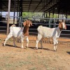 2 X BOERBOK DOE D. RUSSELL (Per animal to take the lot)