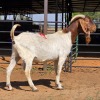 1 X BOERBOK BUCK D. RUSSELL