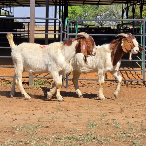 2 X BOERBOK BUCK D. RUSSELL (Per animal to take the lot)