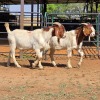 2 X BOERBOK BUCK D. RUSSELL (Per animal to take the lot)