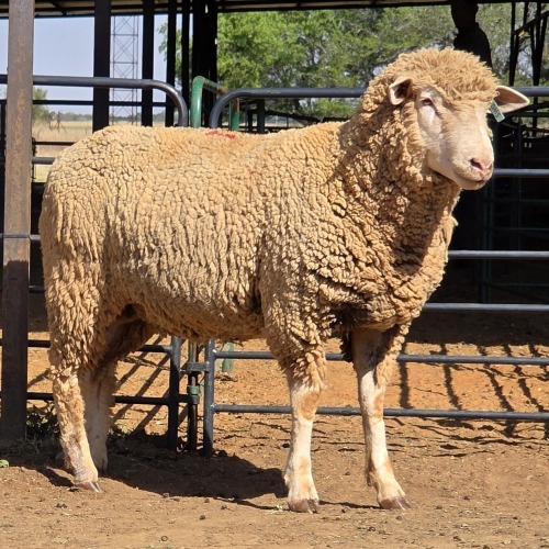 1 X ILE DE FRANCE RAM DIE MALAN STOET
