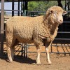 1 X ILE DE FRANCE RAM DIE MALAN STOET