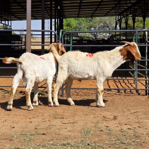 2 X BOERBOK BUCK D. RUSSELL (Per animal to take the lot)