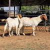 2 X BOERBOK BUCK D. RUSSELL (Per animal to take the lot)