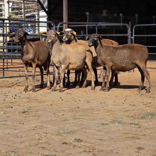 5 X MEATMASTER EWE C. LEGEMAAT (Per animal to take the lot)