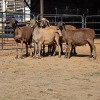 5 X MEATMASTER EWE C. LEGEMAAT (Per animal to take the lot)