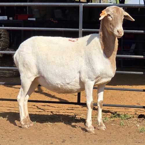 1 X MEATMASTER EWE C. LEGEMAAT