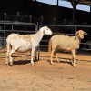 2 X MEATMASTER EWE C. LEGEMAAT (Per animal to take the lot)