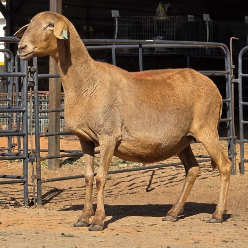 1 X MEATMASTER EWE C. LEGEMAAT