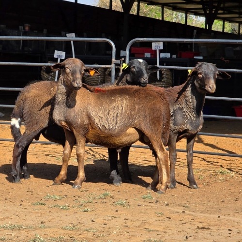 3 X MEATMASTER RAM C. LEGEMAAT (Per animal to take the lot)