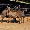 3 X MEATMASTER RAM C. LEGEMAAT (Per animal to take the lot)
