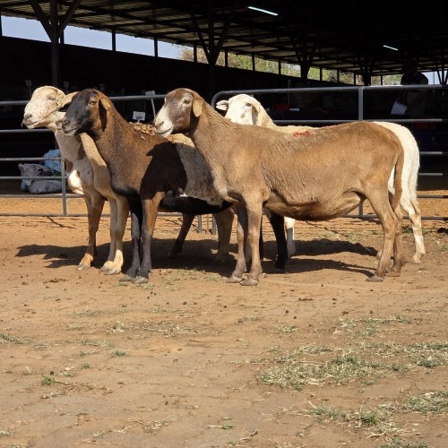 5 X MEATMASTER EWE C. LEGEMAAT (Per animal to take the lot)