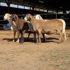 5 X MEATMASTER EWE C. LEGEMAAT (Per animal to take the lot)