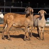 2 X MEATMASTER EWE C. LOUW (Per animal to take the lot)