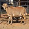 1 X MEATMASTER EWE C. LOUW