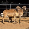 2 X MEATMASTER EWE C. LOUW (Per animal to take the lot)