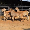 4 X MEATMASTER EWE C. LOUW (Per animal to take the lot)