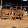 3 X MEATMASTER EWE C. LOUW (Per animal to take the lot)