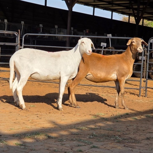 2 X MEATMASTER EWE C. LOUW (Per animal to take the lot)