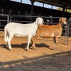 2 X MEATMASTER EWE C. LOUW (Per animal to take the lot)