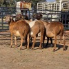 4 X MEATMASTER RAM C. LEGEMAAT (Per animal to take the lot)