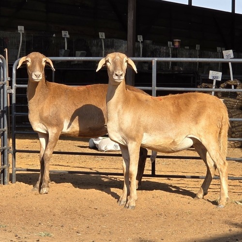 2 X MEATMASTER EWE C. LOUW (Per animal to take the lot)