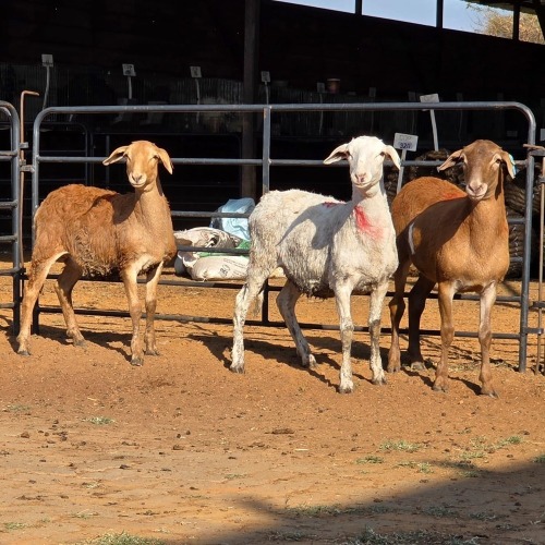 3 X MEATMASTER EWE C. LOUW (Per animal to take the lot)