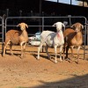 3 X MEATMASTER EWE C. LOUW (Per animal to take the lot)