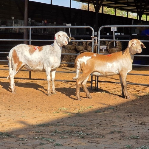 2 X MEATMASTER EWE C. LOUW (Per animal to take the lot)