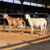 2 X MEATMASTER EWE C. LOUW (Per animal to take the lot)