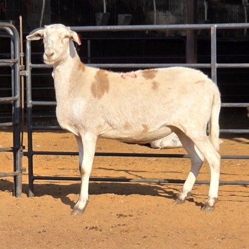 1 X MEATMASTER EWE C. LOUW