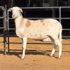 1 X MEATMASTER EWE C. LOUW