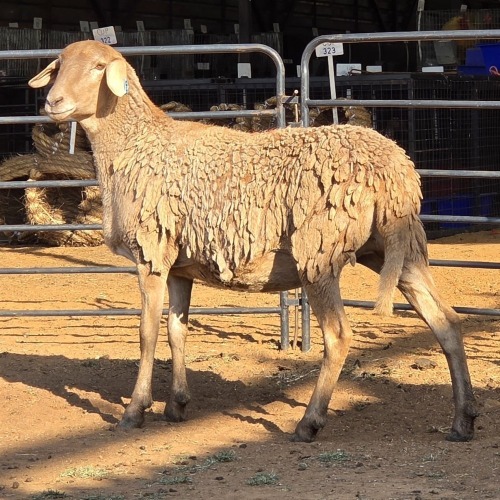 1 X MEATMASTER EWE C. LOUW
