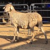 1 X MEATMASTER EWE C. LOUW