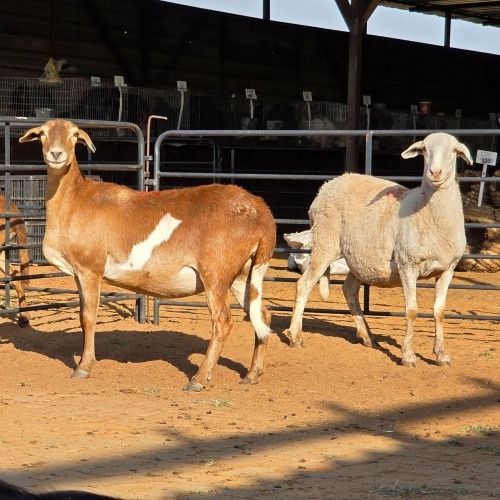 2 X MEATMASTER EWE C. LOUW (Per animal to take the lot)