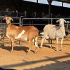 2 X MEATMASTER EWE C. LOUW (Per animal to take the lot)