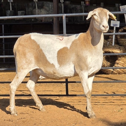 1 X MEATMASTER EWE C. LOUW