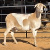 1 X MEATMASTER EWE C. LOUW