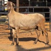 1 X MEATMASTER EWE C. LOUW