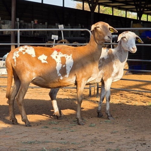 2 X MEATMASTER EWE C. LOUW (Per animal to take the lot)
