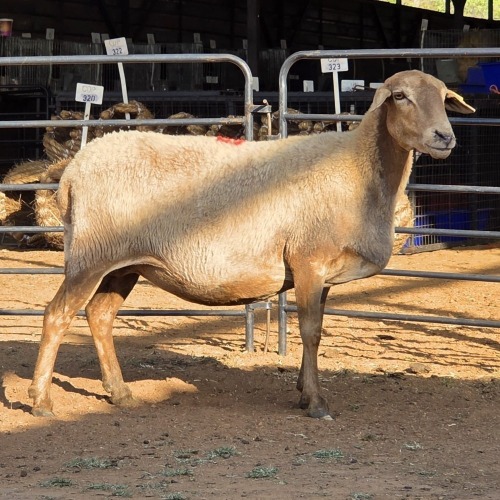 1 X MEATMASTER EWE M. LOUW