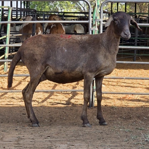 1 X MEATMASTER EWE C. LOUW