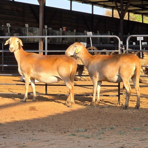 2 X MEATMASTER EWE M. LOUW (Per animal to take the lot)